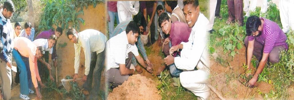 TREE PLANTATION